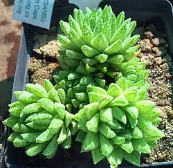 The highly proliferous Haworthia reticulata bears tiny teeth and a reticulated pattern on its leaves.