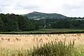 An uncut hay meadow