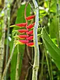 Heliconia rostrata Ruiz &amp; Pav. (Hawaii, Maui)