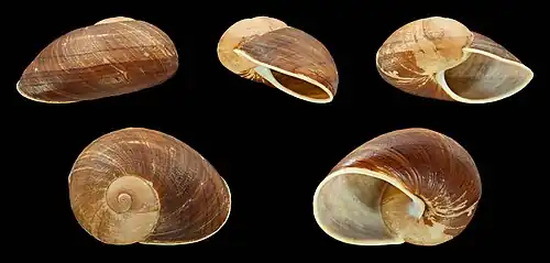 Helicophanta bicingulata