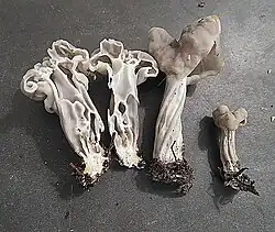 Helvella lactea