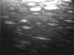 Underwater video loop of a school of herrings migrating to their spawning grounds in the Baltic Sea