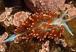 Hermissenda crassicornis found on Docks, rocks, and pilings.[47]