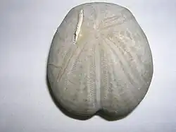 Fossil of Heteraster oblongus (Toxasteridae)