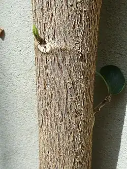 Bark of an individual with a tree growth form
