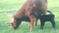 Highland cow with newborn calf