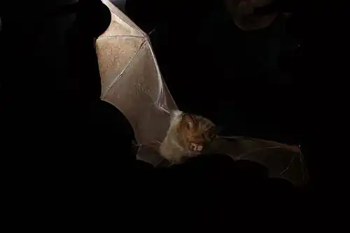 Brown bat