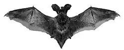 Black bat
