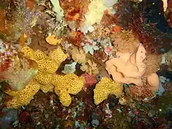 Image of holopsamma arborea at Breaksea Cove in King George Sound, Western Australia.