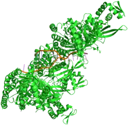 Crystal structure of RecA bound to DNA.