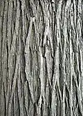 'Vegeta' bark; note lattice pattern