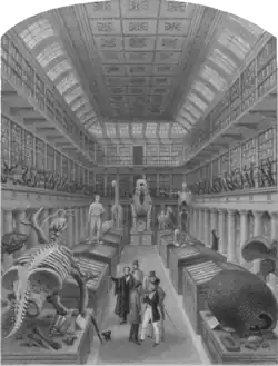 Illustration of the Hunterian Museum featuring a mounted skeleton of Glyptodon.
