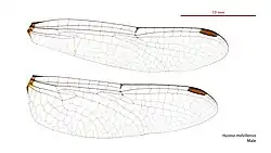 Male wings