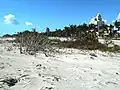 Damage done to dune vegetation by Hurricane Irma, September 11, 2017