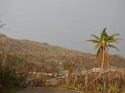 As Hurricane Matthew roared through the Tiburon Peninsula, extreme winds ripped apart vegetation