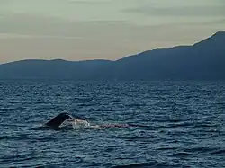 Whales in Skjalfandi near Húsavík