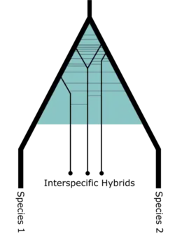 Introgressive phylogenetic clade