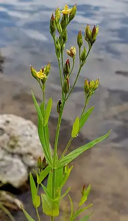 A branched stem with elongated lanceolate leaves with some yellow flowers in clusters at the end of the branches