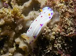 Hypselodoris capensis