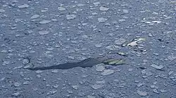 Aerial view showing an expanse of drift ice in southeastern Greenland, comprising loosely packed floes of various sizes, with a lead developing in the centre.(Scale not available.)