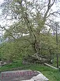 Platanus of Iliochori in Mesochori's square