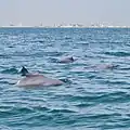 A Pod of Indian Ocean Humpback Dolphins