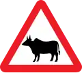 Cattle crossing