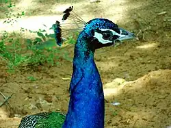 Indian peafowl spotted at Kambalakonda Wildlife Sanctuary in Visakhapatnam