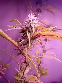 Indoor grown Acapulco Gold in final stages of flowering (flushing in amber and gold tones)