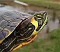 Intergrade of red-eared slider × yellow-bellied slider