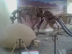 Skeleton of Cuvieronius on display in Bolivia, with a glyptodont in the foreground