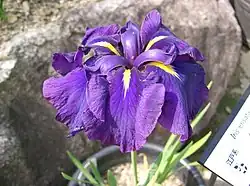 Iris ensata var. ensata