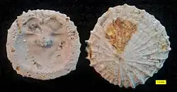 Isocrania costata, from the Upper Cretaceous of The Netherlands