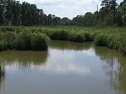 Swamp/marsh seen from Jamestown Island Drive