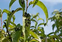 Adult Japanese beetles feeding on peach tree