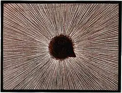 Tiliqua nigroluteus (Turned)