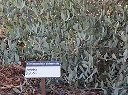 Jojoba in Moore medicinal garden