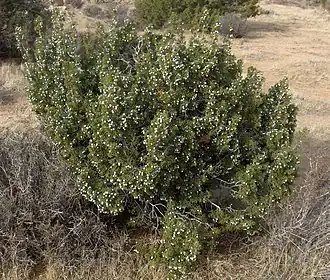 Shrub in Joshua Tree National Park, California