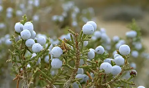 Ripe juniper berries