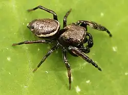 Photograph of male Zygoballus nervosus