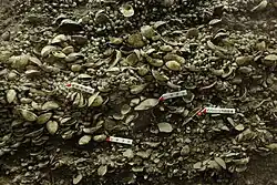 Heap of various sized whiteish shells.