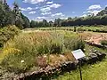 Display of Lithuanian meadow flora