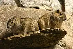 Two brown cavies