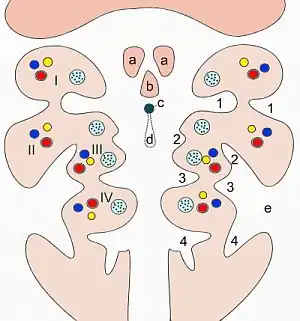 Pattern of the branchial arches. I-IV branchial arches, 1–4 pharyngeal pouches (inside) and/or pharyngeal grooves (outside) a Tuberculum laterale b Tuberculum impar c Foramen cecum d Ductus thyreoglossus e Sinus cervicalis