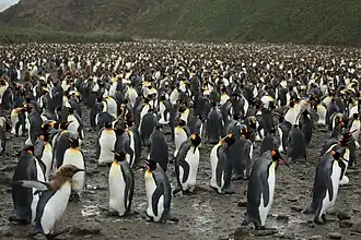 A colony of 200,000 king penguins on South Georgia island