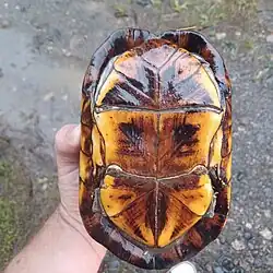 Plastron, in Puntarenas, Costa Rica