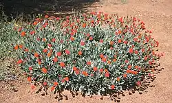 Large flowering K. fulgens bush