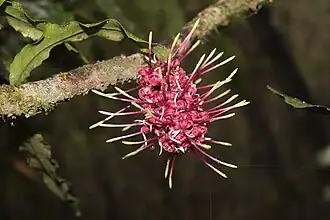 Inflorescence of flowers