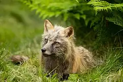 photo of cmelanistic fox