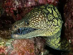 Moray eels or locally known as Dabea